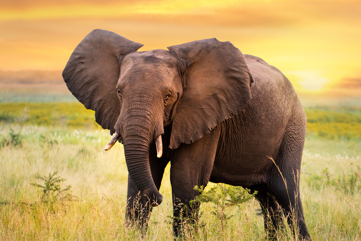 Tailandia emitió orden de captura a un elefante