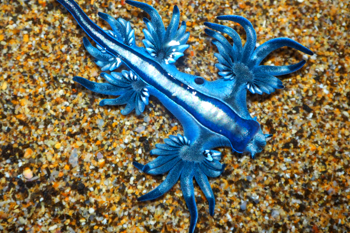 Peligrosos dragones marinos azules están apareciendo en las costas de Florida