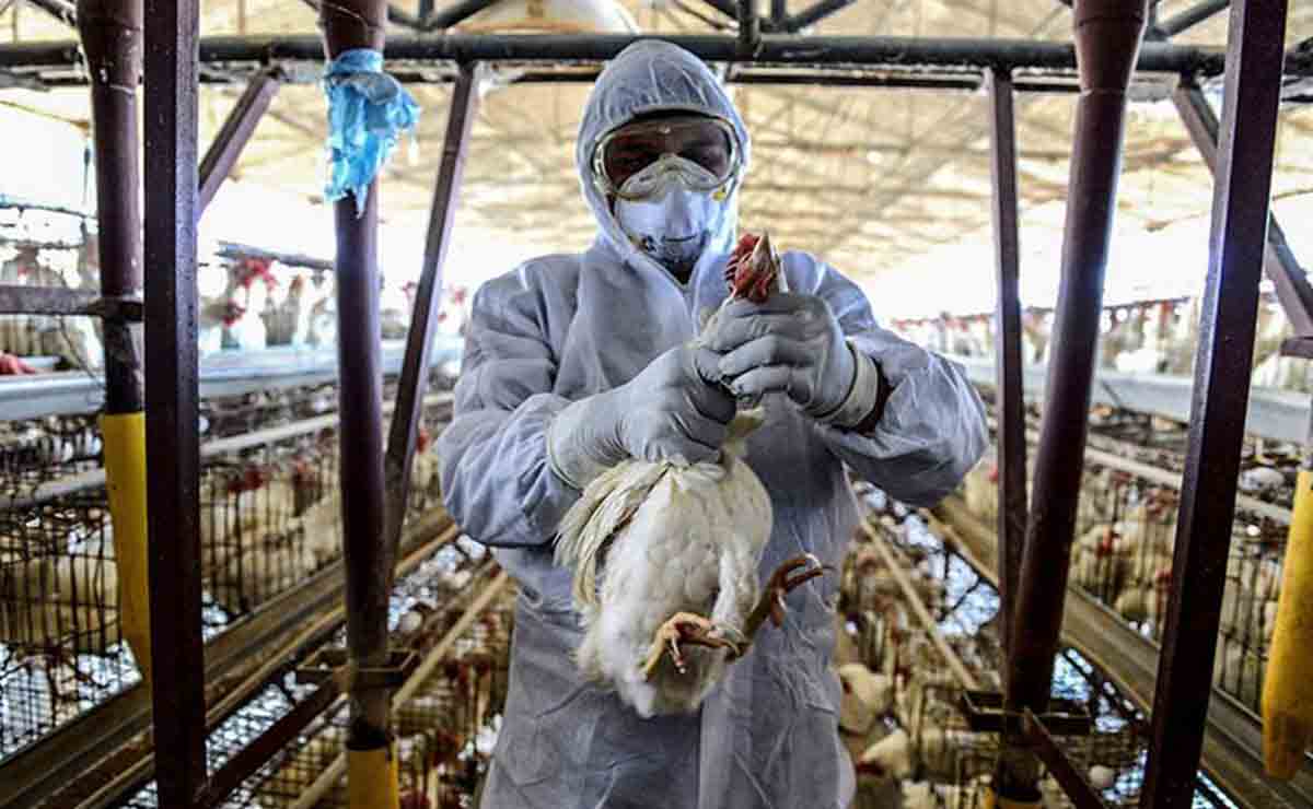 ¡Se repite la historia! China detecta el primer caso de gripe aviar H3N8 en humanos