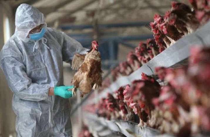 ¡Alerta! OMS detectó primer caso de gripe aviar H5N8 en humanos en Rusia