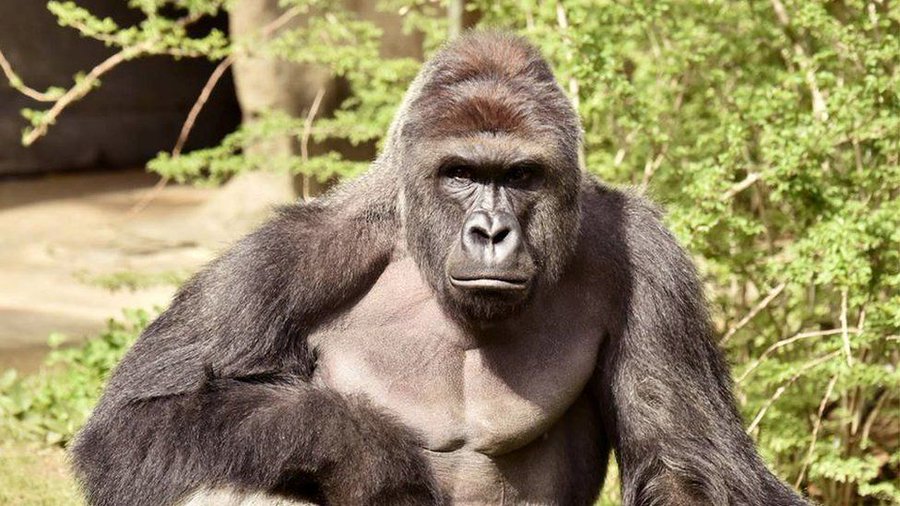 Hace 5 años murió Harambe, el gorila abatido para proteger a niño que cayó en su foso