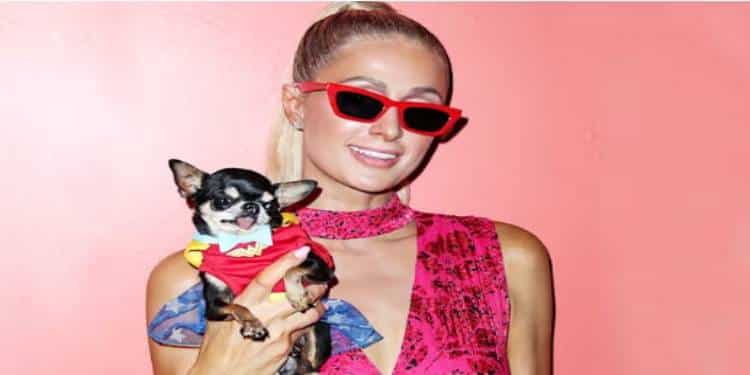 Paris Hilton extravió uno de sus “bebés peludos” y ofrece generosa recompensa