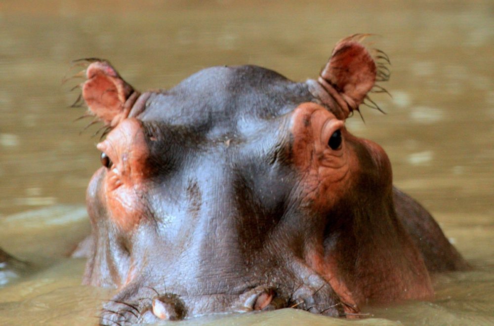 “Me tragó un hipopótamo y me arrancó el brazo”, guía turístico sobrevive de milagro