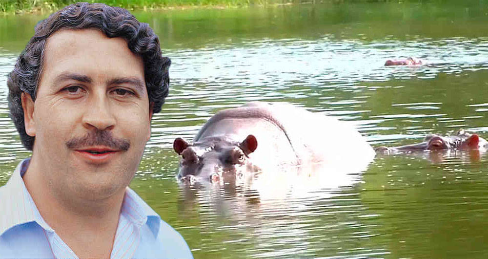 EEUU reconoce como personas a hipopótamos que pertenecían a Pablo Escobar