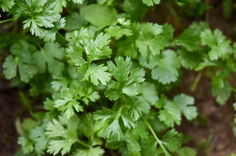¿Es posible reemplazar el cilantro en las comidas? Estas son algunas opciones