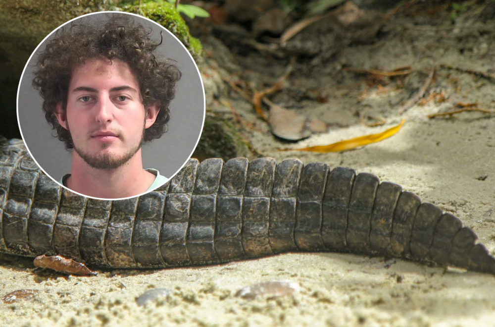 Hombre de Florida cazó 13 caimanes y se grabó en Snapchat: ahora enfrenta décadas de prisión