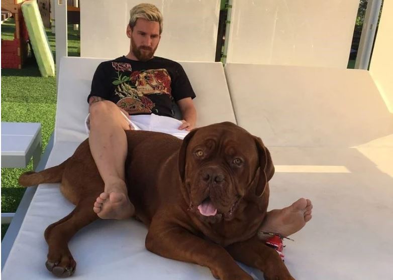 La pregunta que muchos se hacen: ¿dónde está Hulk, el perro de Messi?