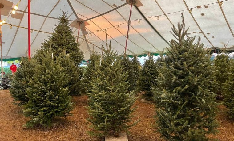 Organización de Miami-Dade inició ventas de árboles de Navidad