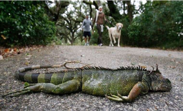 Cuidado: podrían “llover iguanas” en Florida por bajas temperaturas