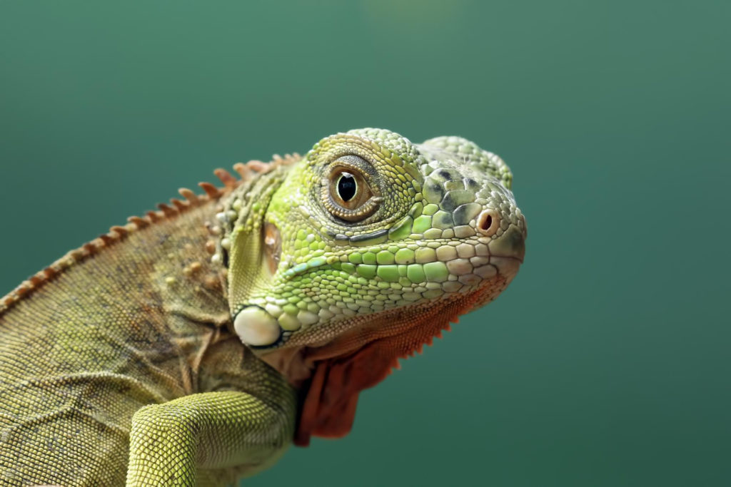 iguana