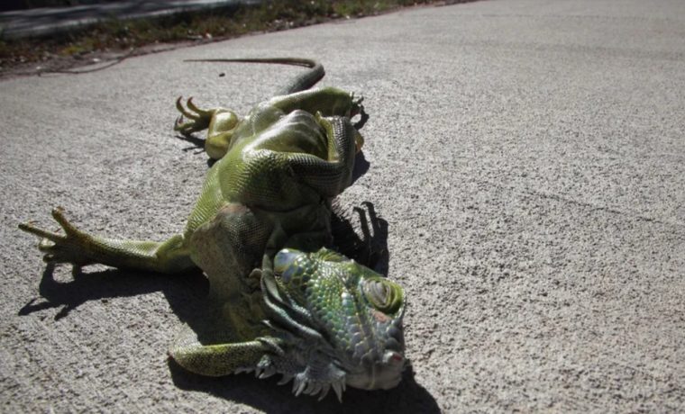 Iguanas congeladas en Florida: ¿Por qué ocurre este fenómeno?
