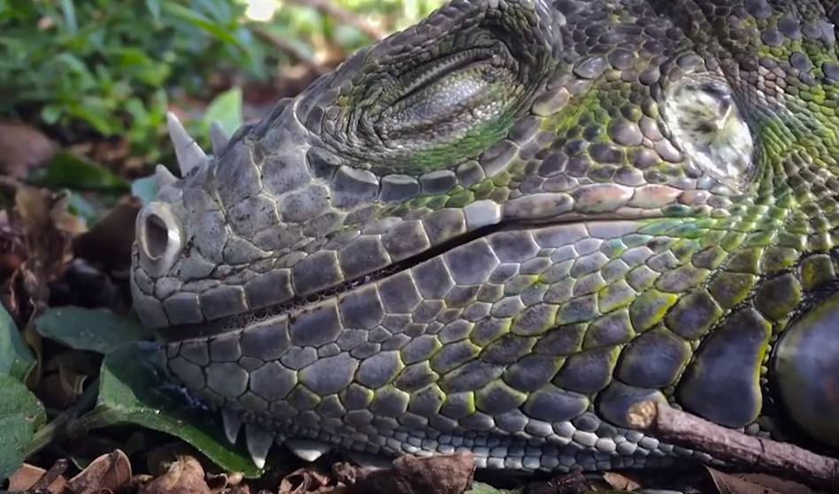 Si ves una iguana congelada, no la toques: Se repite el fenómeno en Florida