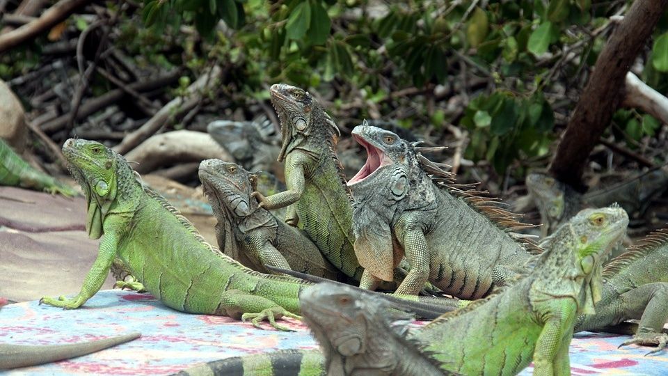 Otorgan licencia para matar iguanas verdes tras invasión en Florida