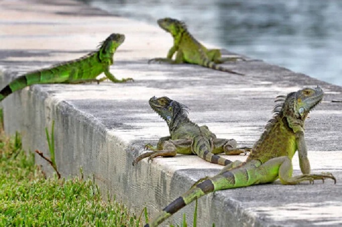 Invasión de iguanas mantiene en zozobra a Fort Lauderdale