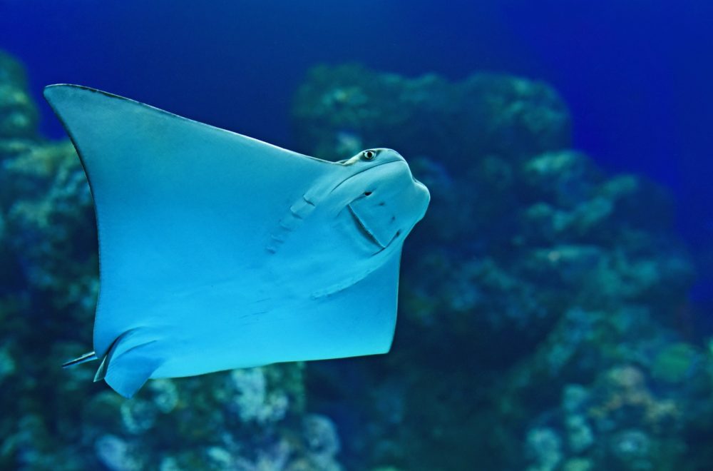 Mantarraya “soltera” sorprende con embarazo en acuario: ¿es un tiburón el padre?
