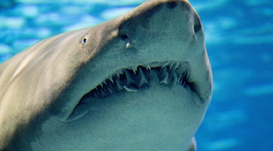 ¿Cuál es la probabilidad que te muerda un tiburón?