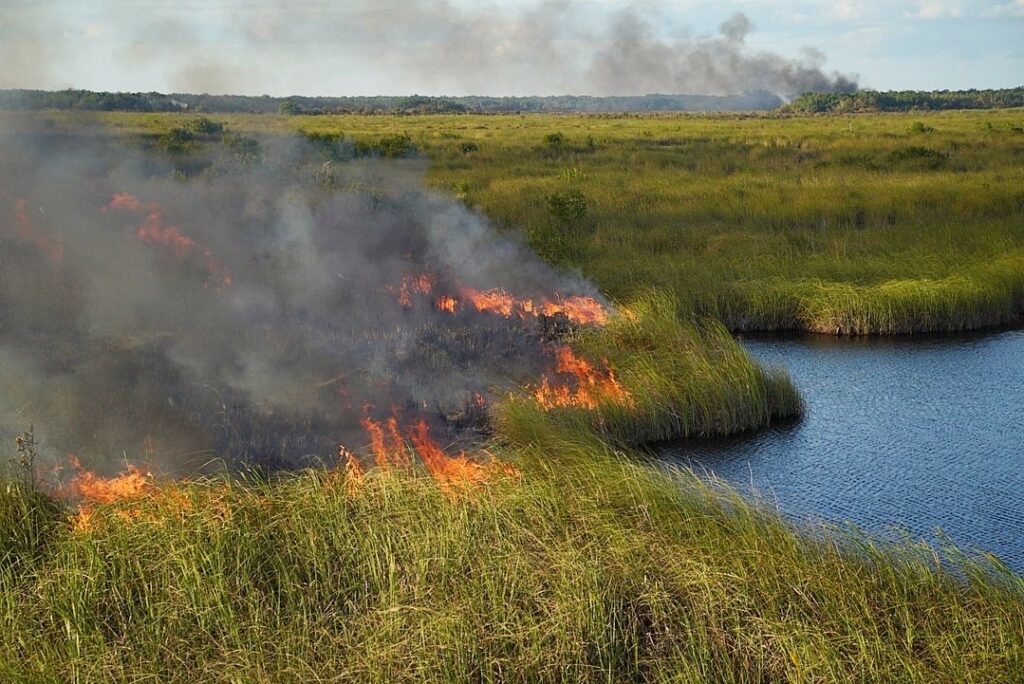 Everglades incendio