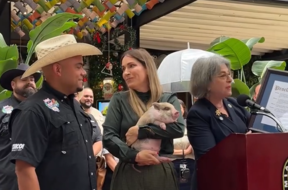 Alcaldesa de Miami-Dade indulta a un cerdito y evita que se convierta en cena navideña