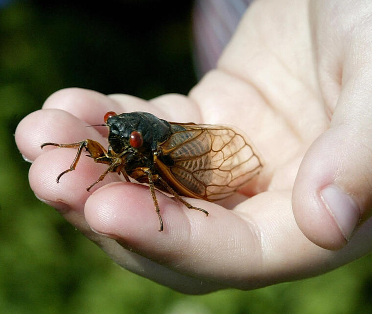 ¿Se atrevería a comer  este insecto?