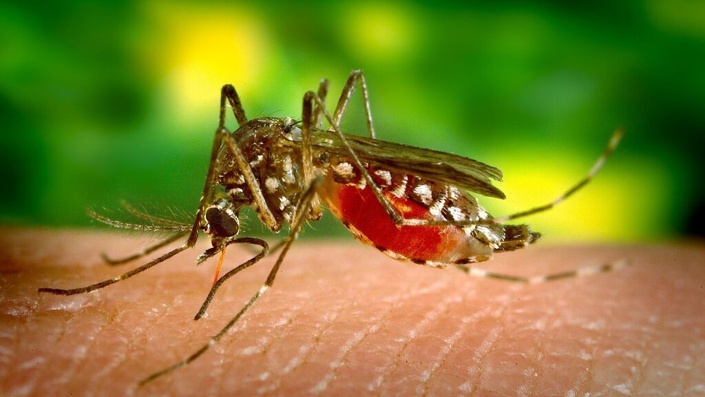 El extraño plan de Google para eliminar a los mosquitos del mundo y que está teniendo éxito