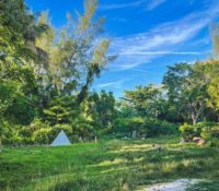 Jardín Botánico en Miami en riesgo de cerrar: Así puedes ayudar a evitarlo