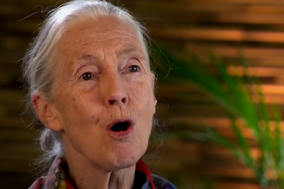 Jane Goodall sostiene que el “desprecio” de los hombres por la naturaleza causó la pandemia