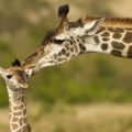 Jirafa bebé fallece en Zoo Miami por fractura de cuello