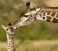 Jirafa bebé fallece en Zoo Miami por fractura de cuello