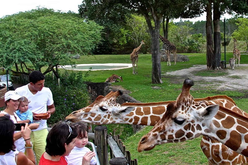 A votación proyecto de parque acuático en el Zoo de Miami: Advierten serios riesgos