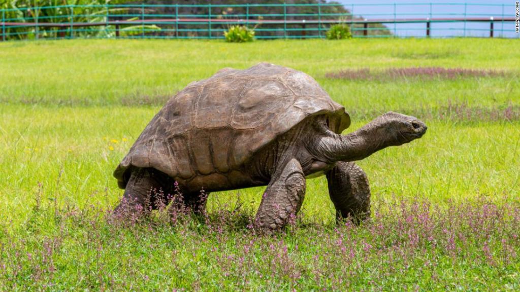 Este es Jonathan, la tortuga que tiene 190 años y es el animal terrestre más antiguo que aún viva(+Fotos)