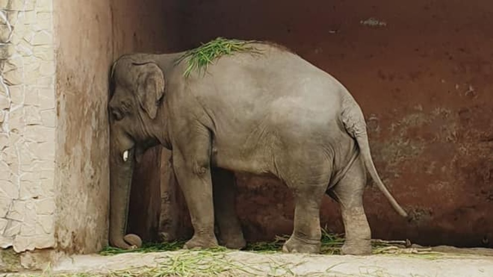 Kaavan el elefante más deprimido del mundo recupera su libertad