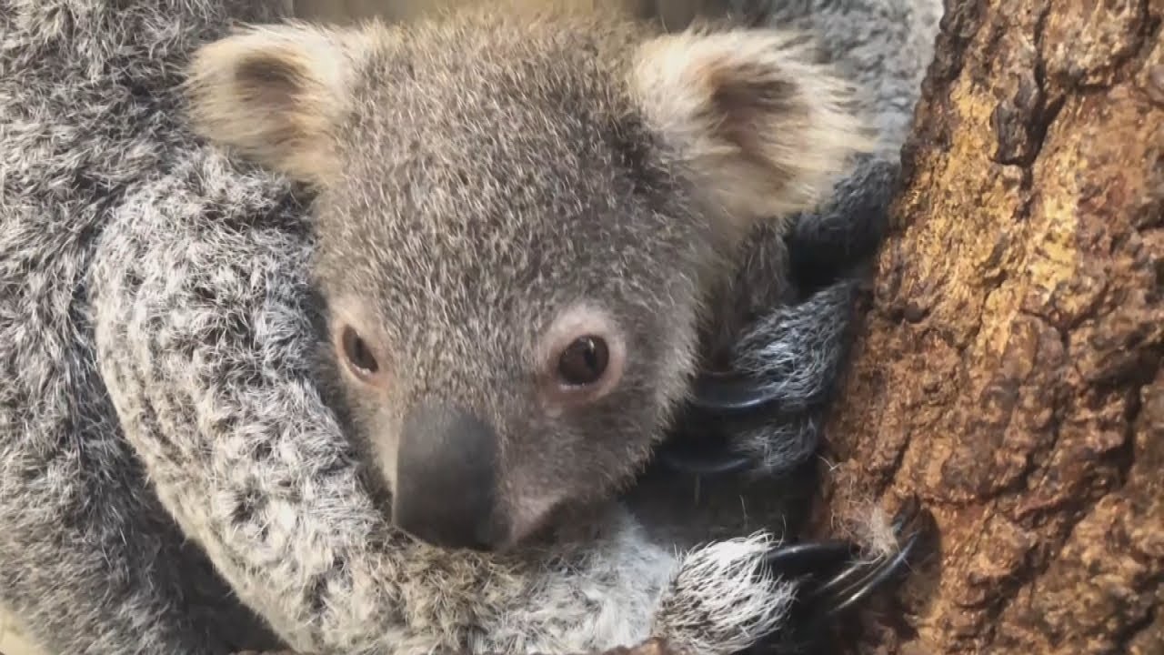 Zoológico de Miami lamenta pérdida de koala de 2 años