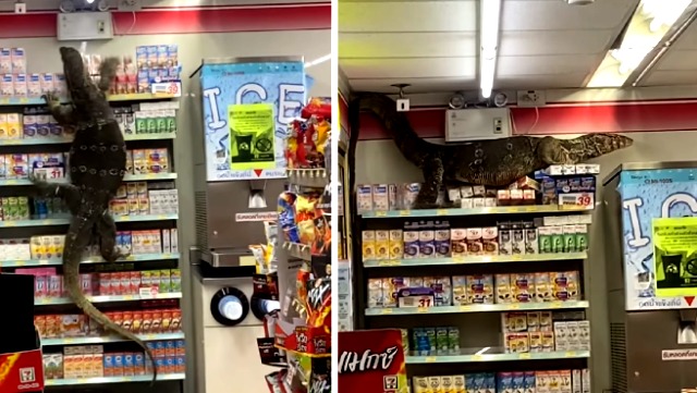 Un lagarto gigante aterroriza a los clientes de un supermercado