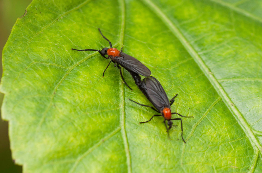 “Lovebugs”, los molestos insectos que azotan a los floridianos y dañan sus autos