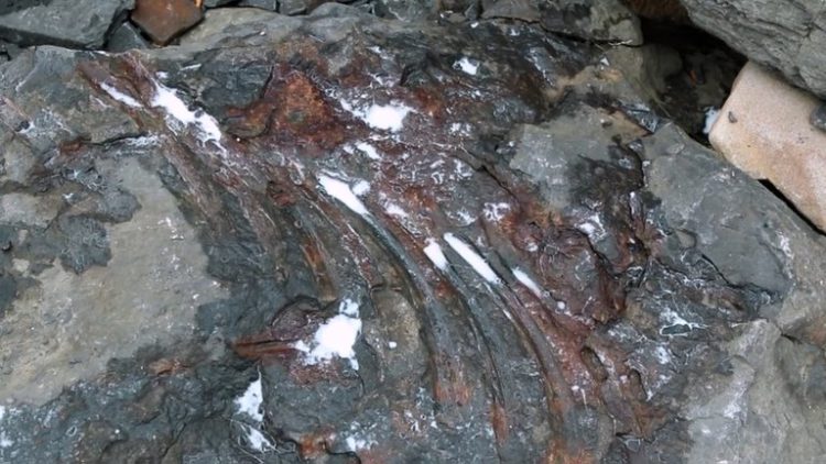 ¡Increíble hallazgo! Niño de 7 años descubrió un fósil de dinosaurio de hace 250 millones de años +fotos