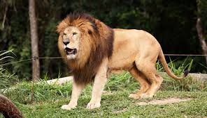 ¡Peligro! Turista fue atacado salvajemente por una leona cuando la acariciaba en un parque (Video)