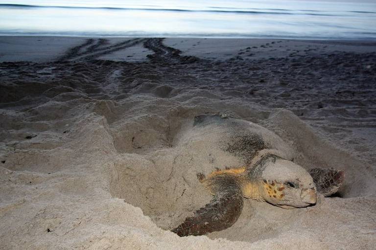 Esta especie de tortugas marinas puso un número récord de nidos en Broward