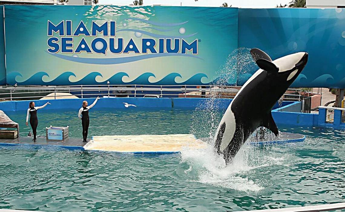 Muere Lolita, la orca del Miami Seaquarium