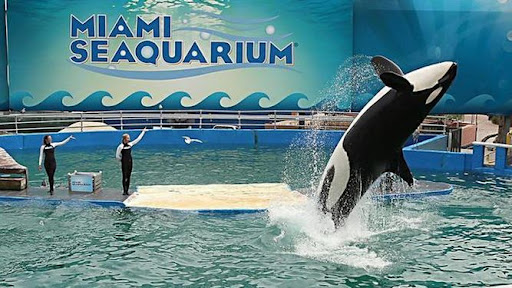 Kate del Castillo exigió al Miami Seaquarium liberación de orca Lolita