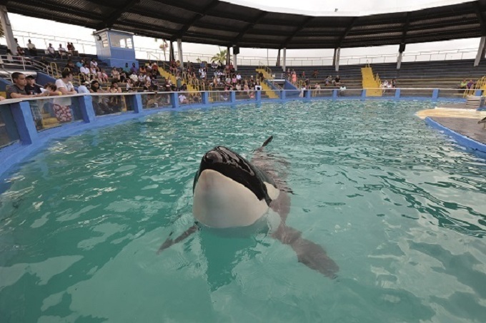 La orca Lolita podría ser trasladada a otro acuario