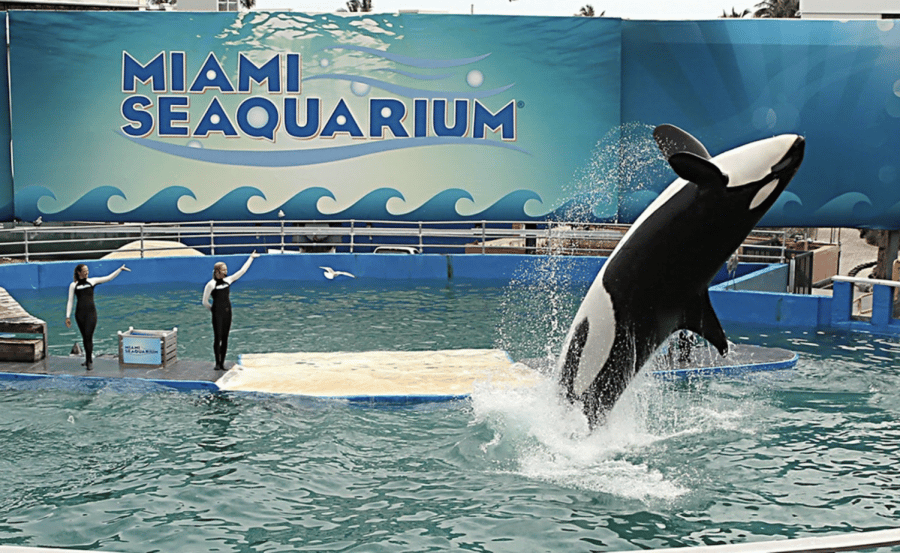 Salud de la orca Lolita preocupa a médicos del Miami Seaquarium