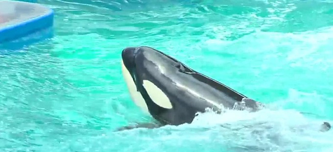 Tras 50 años de espectáculo tanque de la orca Lolita fue cerrado