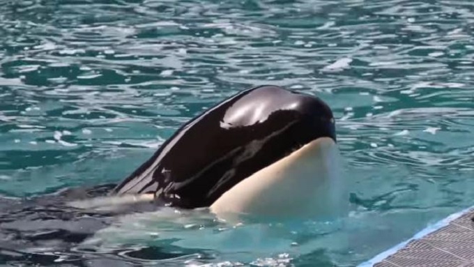 Descubren informe sobre maltrato hacia la orca Lolita