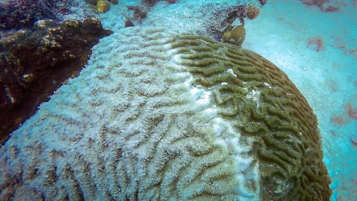 La administración Trump consternada por la amenaza del cambio climático a los arrecifes de coral