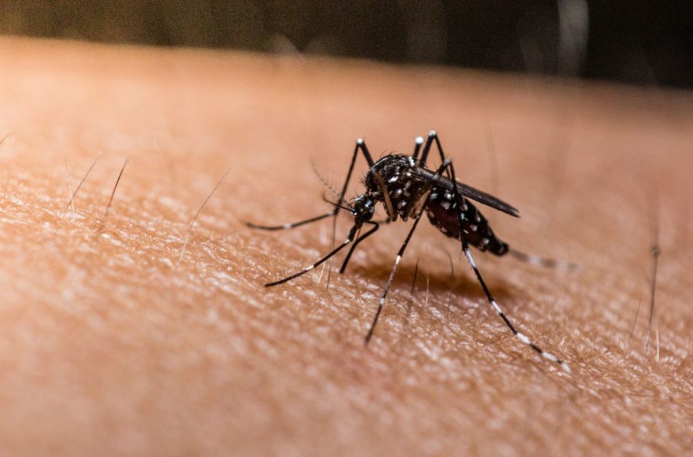 Alerta en EE.UU. por casos de Malaria en Florida y Texas
