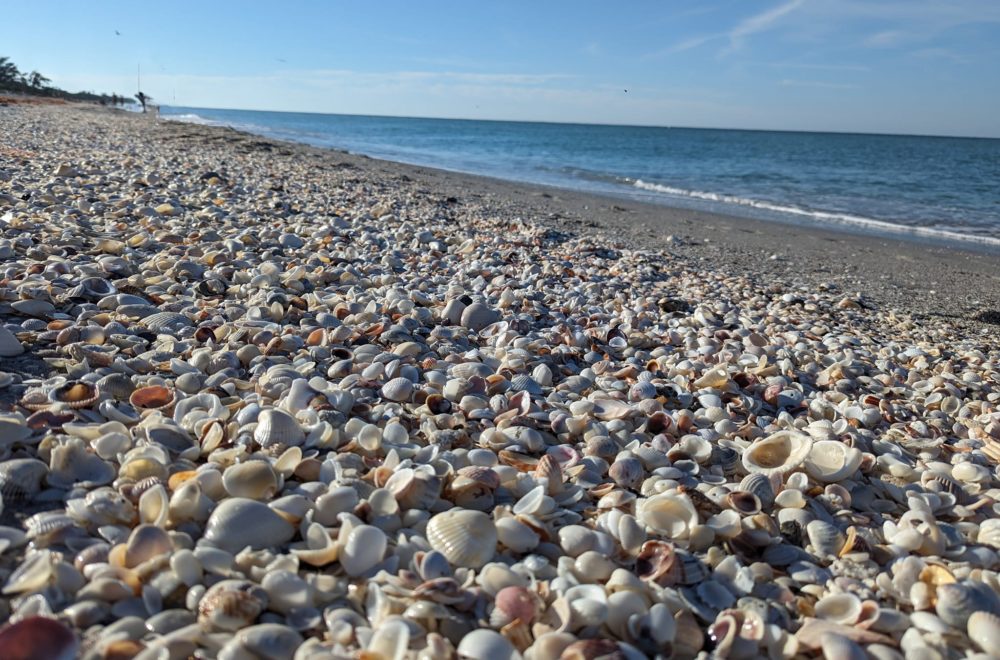 Coleccionista encontró restos de una prehistórica criatura en playa de Florida