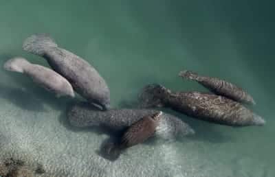 Ambientalistas exigen poner a los manatíes como especie en extinción