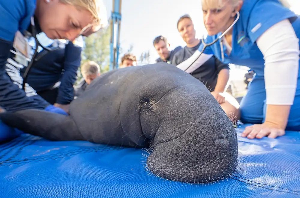 Zoo Miami regresa a dos manatíes en rehabilitación a Seaworld Orlando