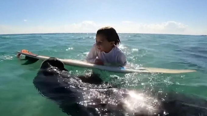 Encuentro de un manatí con un niño  que cumplía años recorrió las redes social