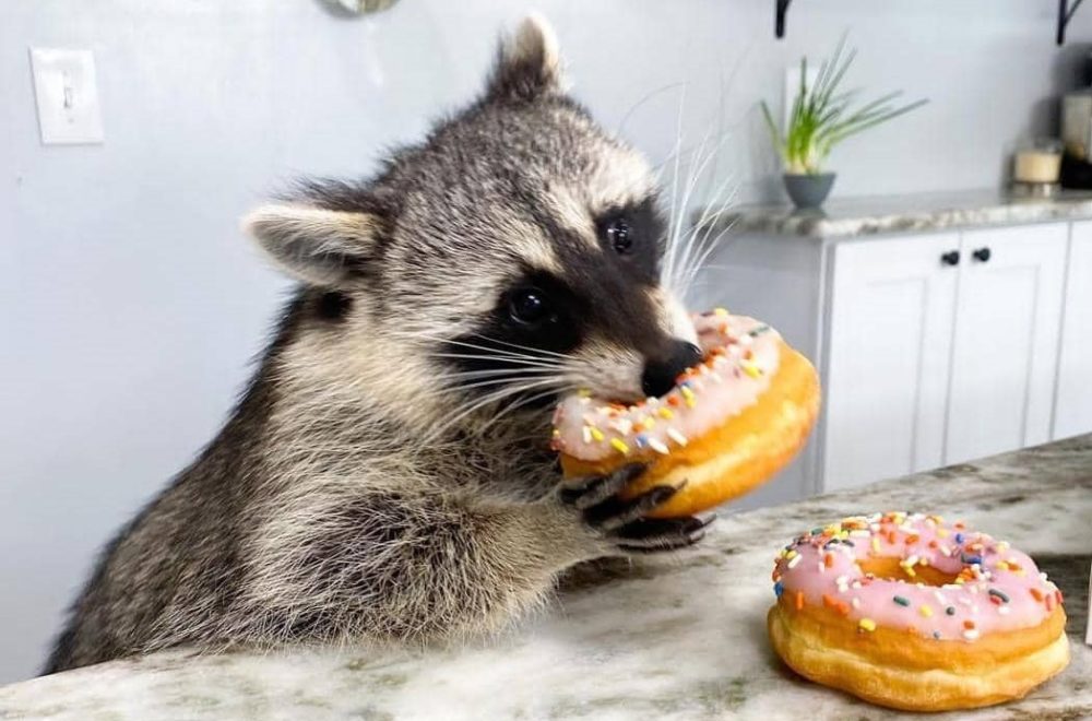 Solo en Florida: Dunkin Donuts atiende a peculiar cliente por ventanilla… ¡un mapache!